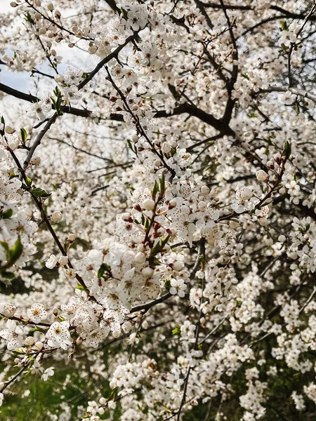 Schöne Kirschblüten Sonnigen Obstgarten Hallo Frühling Blühende Kirschbaumzweige Vertikales Handyfoto — Stockfoto