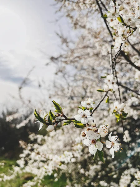 Vackra Körsbär Blommar Solig Äng Nära Håll Hej Våren Blommande — Stockfoto