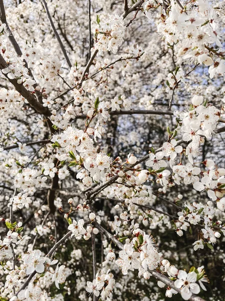 Прекрасне Цвітіння Вишні Сонячному Саду Привіт Весна Квітучі Гілки Вишні — стокове фото