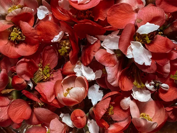 Güzel Kırmızı Ayva Desenli Çiçekli Duvar Kağıdı Yaratıcı Bahar Detayları — Stok fotoğraf