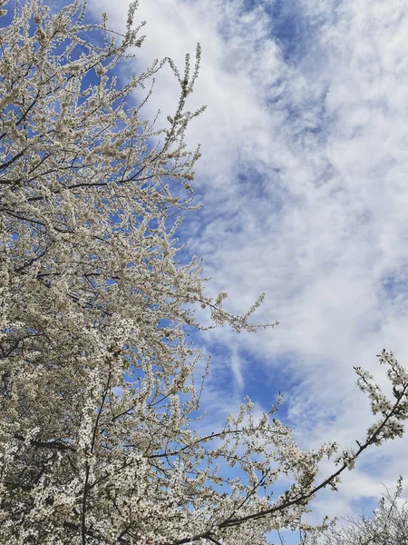 Прекрасне Цвітіння Вишні Сонячному Саду Привіт Весна Квітучі Гілки Вишні — стокове фото
