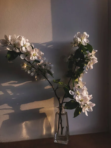 Beautiful Blooming Apple Branch Windowsill Evening Sunlight Wall Atmospheric Moody — Stock Photo, Image