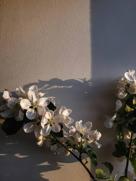Bonito Ramo Maçã Florescendo Peitoril Janela Luz Solar Noite Contra — Fotografia de Stock