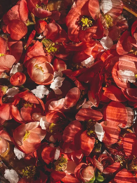 Güzel Kırmızı Ayva Desenli Çiçekli Duvar Kağıdı Yaratıcı Bahar Detayları — Stok fotoğraf