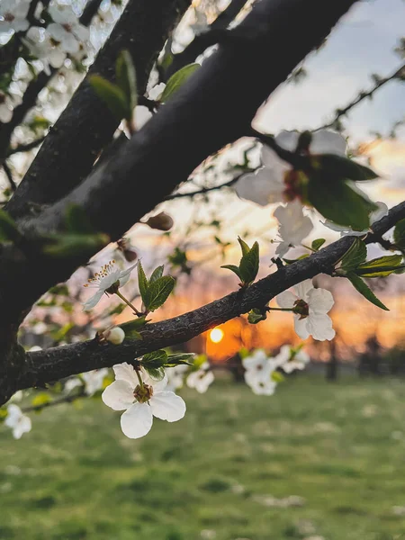 Vackra Körsbär Blommar Solnedgångsljus Fruktträdgården Hej Våren Blommande Körsbärsträd Grenar — Stockfoto