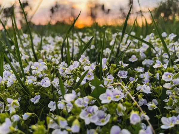 Bellissimi Fiori Veronica Alla Luce Del Tramonto Nelle Praterie Tranquillo — Foto Stock