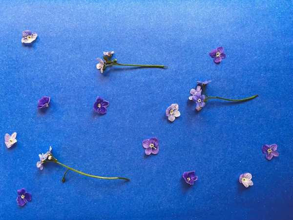 青い紙のパターン 花の壁紙上の美しい青い花 創造的な春の詳細 花は私を忘れない花弁が紙の上に平らではない 電話写真 — ストック写真