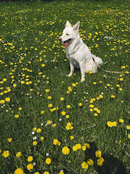 Güneşli Çayırlarda Sarı Kır Çiçeklerinin Arasında Oturan Sevimli Beyaz Köpek — Stok fotoğraf