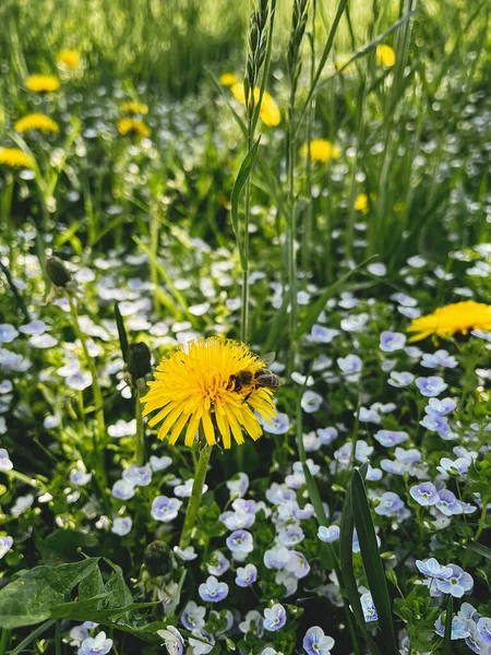 Lebah Cantik Menyerbuki Bunga Liar Kuning Dandelion Padang Rumput Yang — Stok Foto