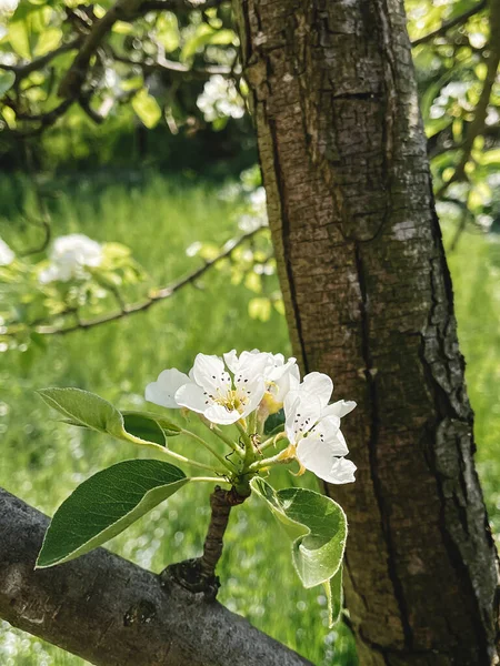Mooie Perenbloesems Een Zonnige Boomgaard Hallo Lente Bloeiende Appelboom Takken — Stockfoto