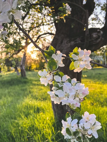 Vackra Äppelblommor Solnedgångsljus Fruktträdgården Hej Våren Blommande Äppelträd Grenar Kväll — Stockfoto