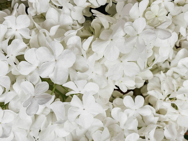 Beautiful White Hydrangea Flowers Pattern Floral Wallpaper Spring Details Blooming Stock Picture
