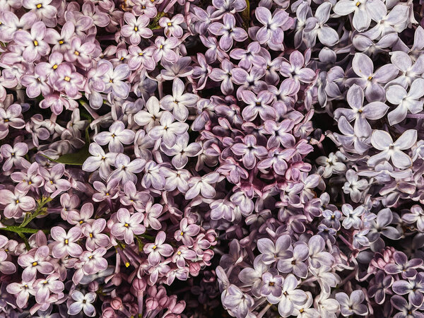 Beautiful Purple Lilac Flowers Pattern Floral Wallpaper Spring Details Blooming Stock Picture