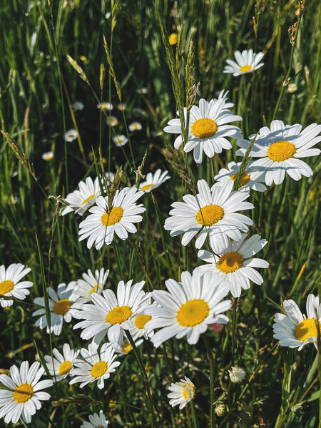 Beautiful Daisy Flowers Sunny Light Grassland Tranquil Atmospheric Summer Meadow Royalty Free Stock Images