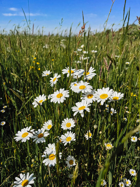Beautiful Daisy Flowers Sunny Light Grassland Tranquil Atmospheric Summer Meadow Stock Picture