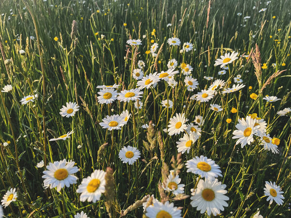 Beautiful Daisy Flowers Evening Sunshine Grassland Tranquil Atmospheric Summer Meadow Royalty Free Stock Images