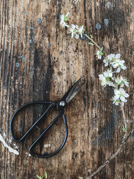 Blooming Cherry Branch Scissors Flat Lay Rustic Wood Stylish Room Stock Image