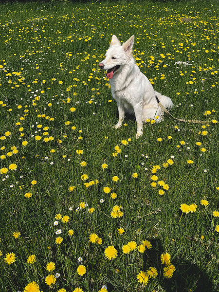 Cute White Dog Sitting Yellow Wildflowers Sunny Meadow Summer Travel Stock Photo