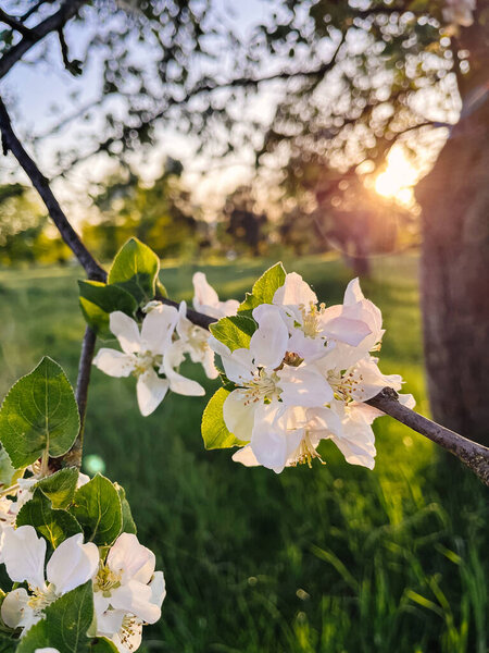 Beautiful Apple Blossoms Sunset Light Orchard Hello Spring Blooming Apple Royalty Free Stock Photos