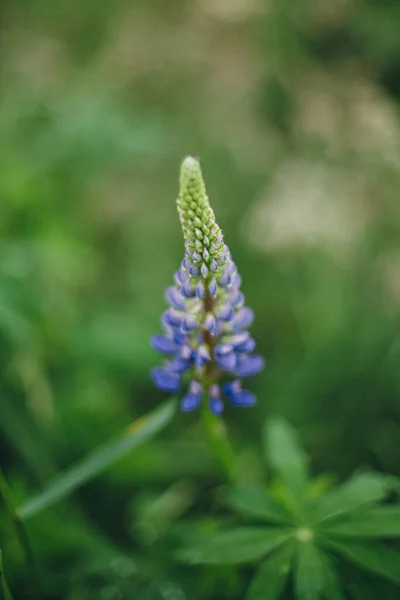 Lupine Wildflower Louce Estetika Chalupy Zblízka Fialové Lupiny Atmosférické Letní — Stock fotografie