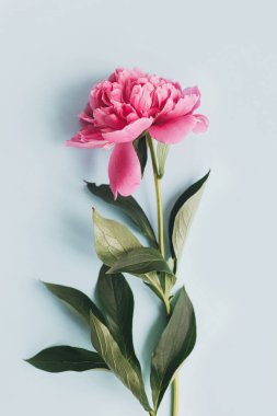 Pastel mavi kağıt üzerinde güzel şakayık kompozisyonu, düz. Yaratıcı çiçek resmi, şık tebrik kartı. Mavi arka planda taze pembe şakayık çiçekleri, karamsar dikey duvar kağıtları