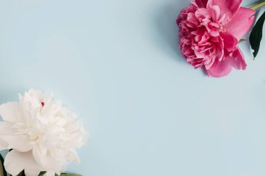 Modern şakayık kompozisyonu pastel mavi kağıt üzerinde, düz. Yaratıcı çiçek resmi, yazı için yeri olan şık bir tebrik kartı. Taze beyaz ve pembe şakayık çiçekleri kenarı