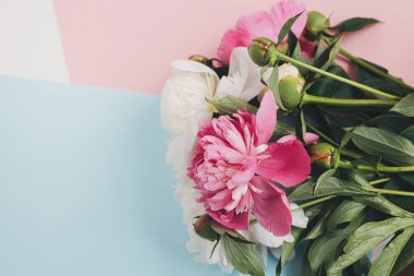 Modern şakayık kompozisyonu pastel mavi ve pembe kağıt üzerinde, düz. Yaratıcı çiçek resmi, şık tebrik kartı. Taze pembe ve beyaz şakayık çiçekleri.