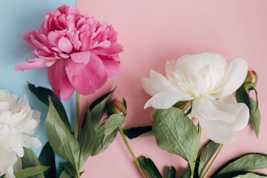 Modern şakayık kompozisyonu pastel mavi ve pembe kağıt üzerinde, düz. Yaratıcı çiçek resmi, şık tebrik kartı. Taze pembe ve beyaz şakayık çiçekleri, karamsar duvar kağıtları