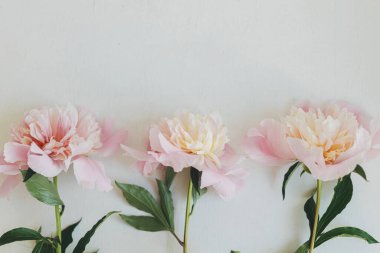 Güzel şakayıklar kırsal beyaz odunların üzerinde yatar. Stil çiçekli tebrik kartı, mesaj için yer var. Nazik pastel pembe şakayık çiçekleri beyaz masada düzenle, karamsar afiş