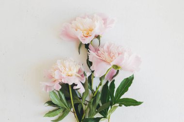 Güzel şakayıklar kırsal beyaz odunların üzerinde yatar. Stil çiçekli tebrik kartı, mesaj için yer var. Nazik pastel pembe şakayık çiçekleri beyaz masada düzenle, karamsar afiş