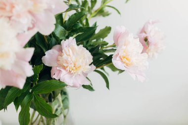 Yumuşak ışıkta güzel şakayıklar. Yaklaş. Şık bir çiçek resmi. Taze pembe şakayık çiçekleri kırsal arka planda düzenleme, kasvetli bayrak