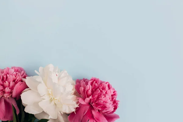 Modern Peonies Komposisi Pada Pastel Kertas Biru Berbaring Datar Gambar — Stok Foto