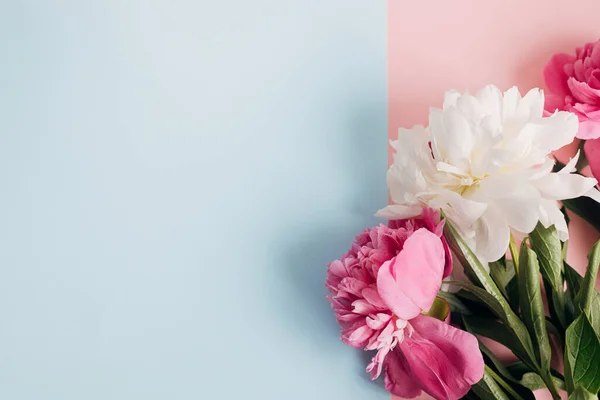 Moderne Pioenencompositie Pastelblauw Roze Papier Vlak Gelegd Creatief Bloemenbeeld Stijlvolle — Stockfoto