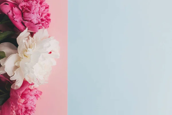 Composición Moderna Peonías Sobre Papel Azul Pastel Rosa Plano Imagen — Foto de Stock