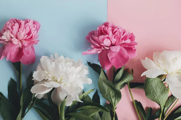 Moderne Pioenencompositie Pastelblauw Roze Papier Vlak Gelegd Creatief Bloemenbeeld Stijlvolle — Stockfoto