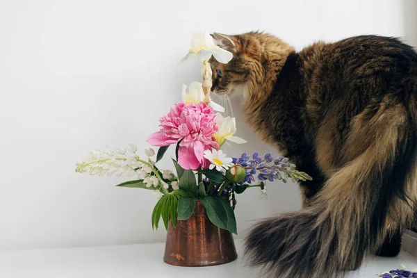 白いテーブルの上にヴィンテージの花瓶に夏の花花束に座ってかわいい猫 家の装飾やペット おしゃれな牡丹 ルピネ アイリスのアレンジで 素朴なテーブルの上でリラックスした愛らしいメインクーン — ストック写真