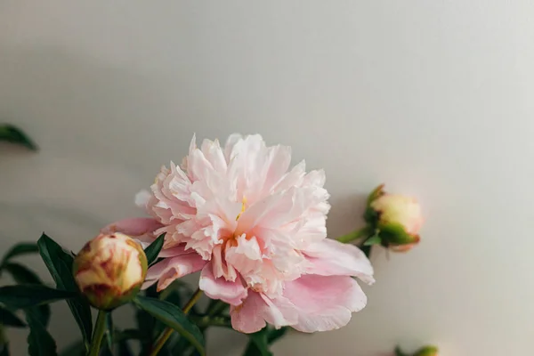 Beautiful peony on rustic white background. Gentle pink peony flower against white wall. Modern bohemian decor, stylish comfy interior detail. Floral moody image