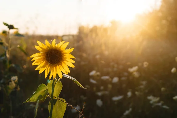 Bellissimo Girasole Calda Luce Del Tramonto Nel Prato Estivo Momento — Foto Stock