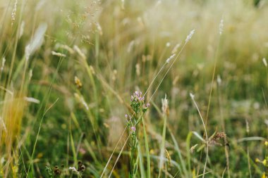 Yaz çayırlarında kır çiçekleri. Kırsalda pembe çiçekler kapanıyor. Centaurium eritraea. Yabani çiçekler ve bitkiler akşam güneşinde kapanıyor, atmosferik görüntü