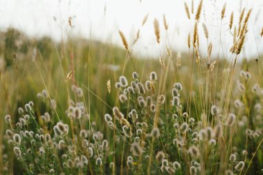 Yaz otlaklarında yabani otlar. Akşam kırsallarında tüylü Tavşan ayak yoncası. Trifolium arvense. Çiçek duvar kağıdı, atmosferik görüntü