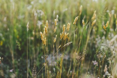 Yaz çayırlarında yabani otlar. Akşam kırsalında otlaklar. Çiçek duvar kağıdı. Otlar ve otlar akşam güneşinde kapanıyor, atmosferik görüntü