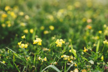 Yaz çayırlarında kır çiçekleri. Lotus corniculatus çiçekleri kırsal bölgede kapanıyor. Sarı yabani çiçek ve bitkiler akşam güneşinde kapanıyor, atmosferik görüntü