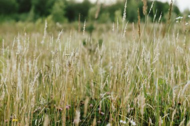 Wild grasses in summer meadow. Grasslands in evening countryside. Floral wallpaper. Grass and herbs close up in evening sunshine, atmospheric image