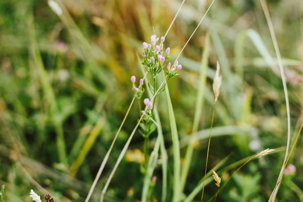 Wildflowers Summer Meadow Pink Flowers Close Countryside Centaurium Erythraea Wild — Stock Photo, Image