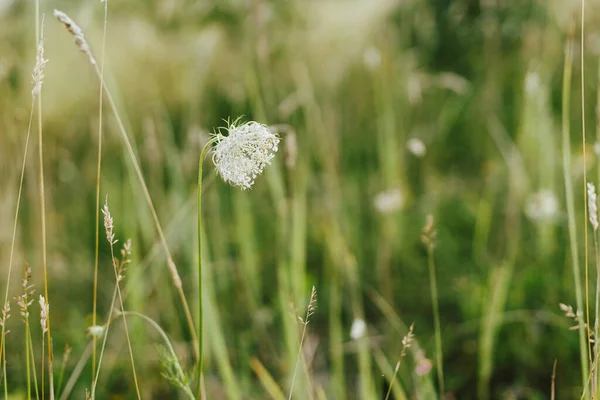 Wildflowers Summer Meadow Daucus Carota Flowers Close Countryside Wild Carrot — Foto Stock