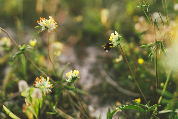 Pollination Gathering Honey Nectar Concept Bumblebee Yellow Wildflower Summer Meadow — Stok Foto