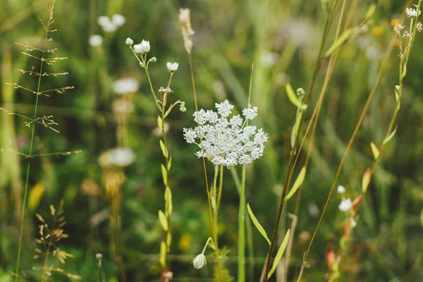 Wildflowers Summer Meadow Daucus Carota Flowers Close Countryside Wild Carrot — Stok Foto