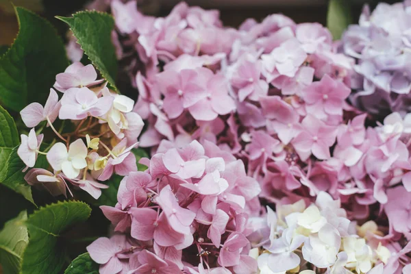 Bunga Hidrangea Indah Menutup Bunga Hidrangea Merah Muda Kertas Dinding — Stok Foto