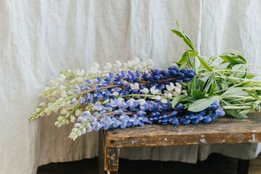 Beautiful lupine flowers in rustic room, close up. Summer vibes, simple home decor in countryside. Lupin bouquet on wooden rural chair in sunny room, gathering wildflowers