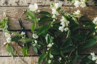 Beautiful jasmine flowers and scissors flat lay on rustic wooden background in sunny light. Gathering and arranging flowers at home in countryside. White flowers on jasmine branches